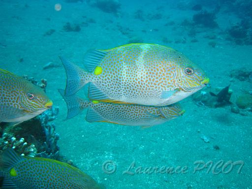 Poisson lapin - Siganus guttatus (2).JPG